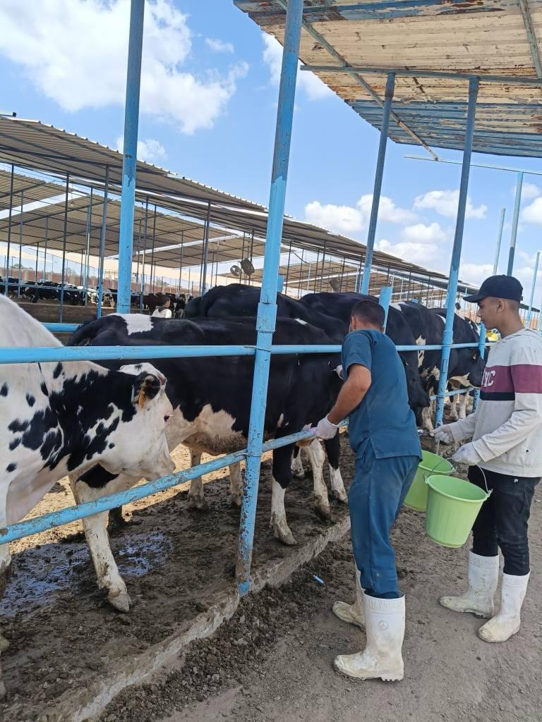الخدمات البيطرية