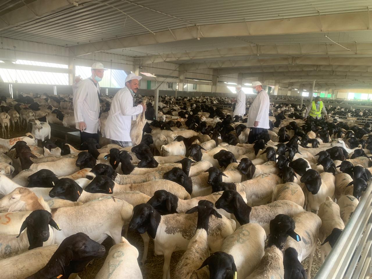البعثة المشرفة على الأضاحى بالسعودية 