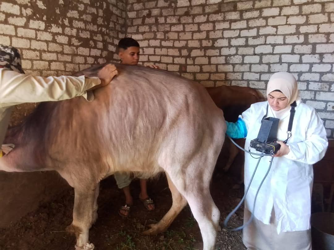 الخدمات البيطرية