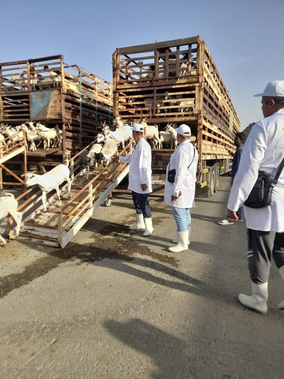وزير الزراعة يتابع أعمال البعثة البيطرية المصرية للإشراف على الهدي