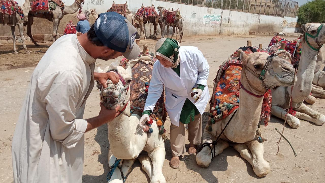 تحصين الماشية 