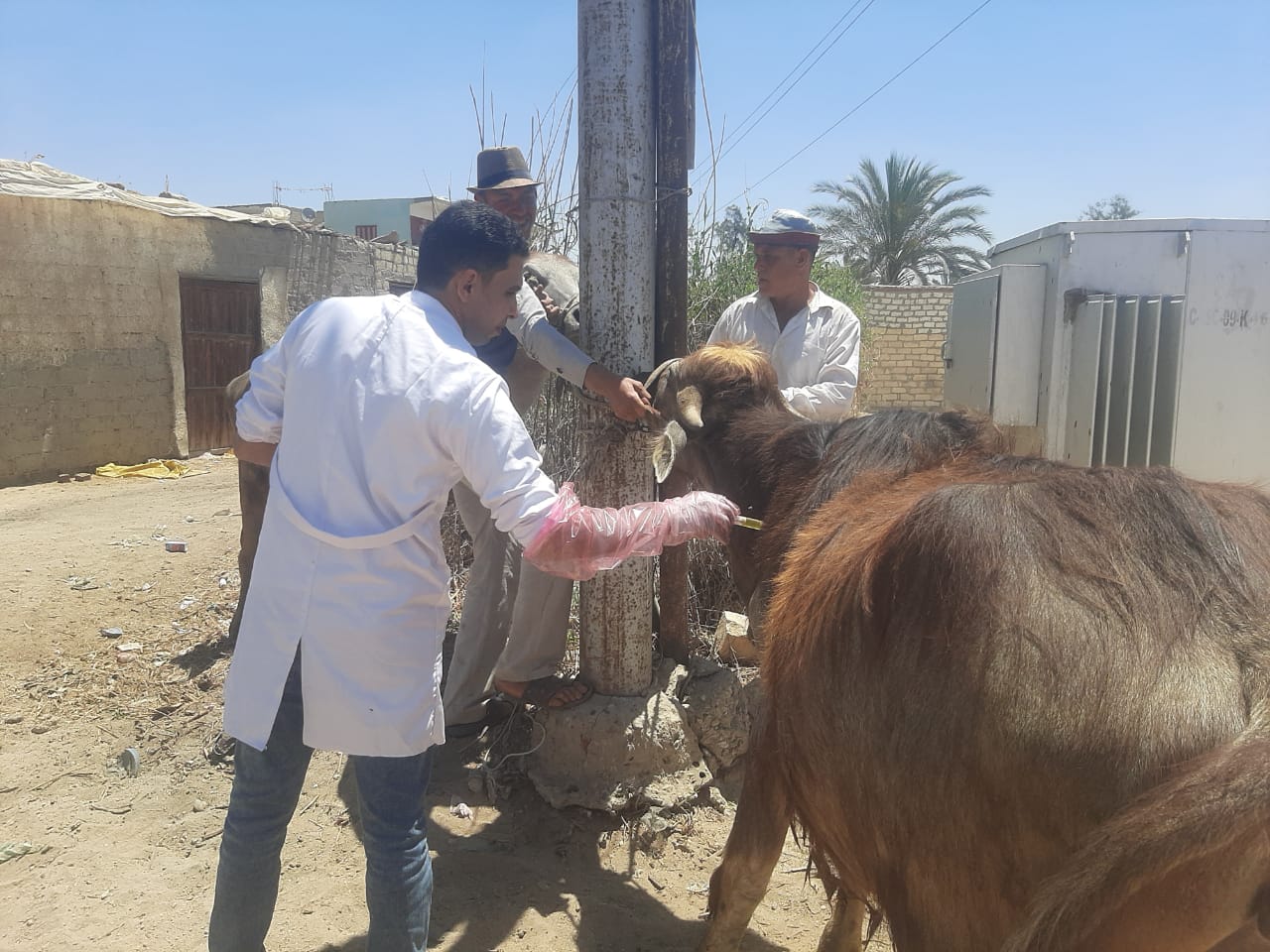 القوافل البيطرية