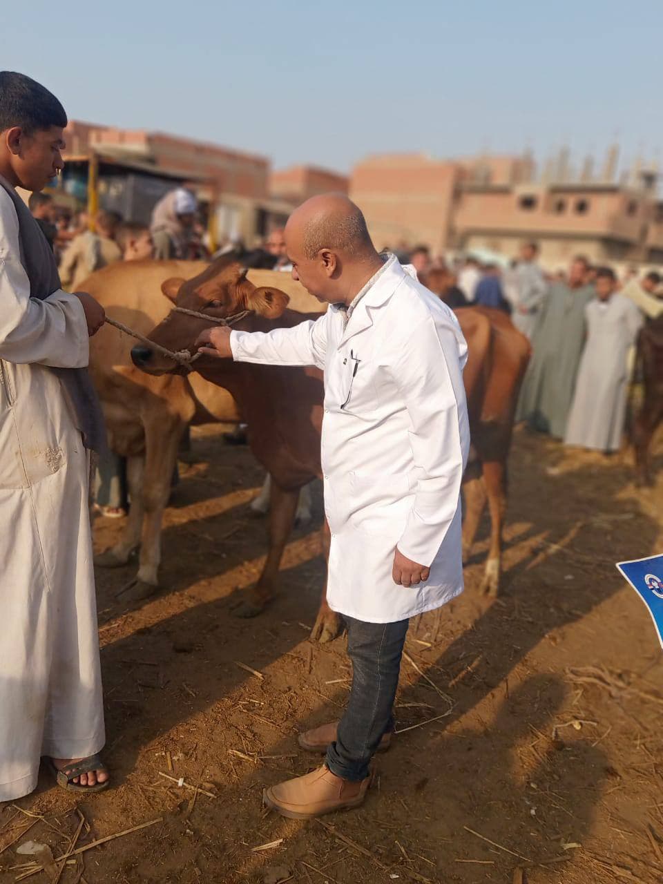 تحصين الماشية
