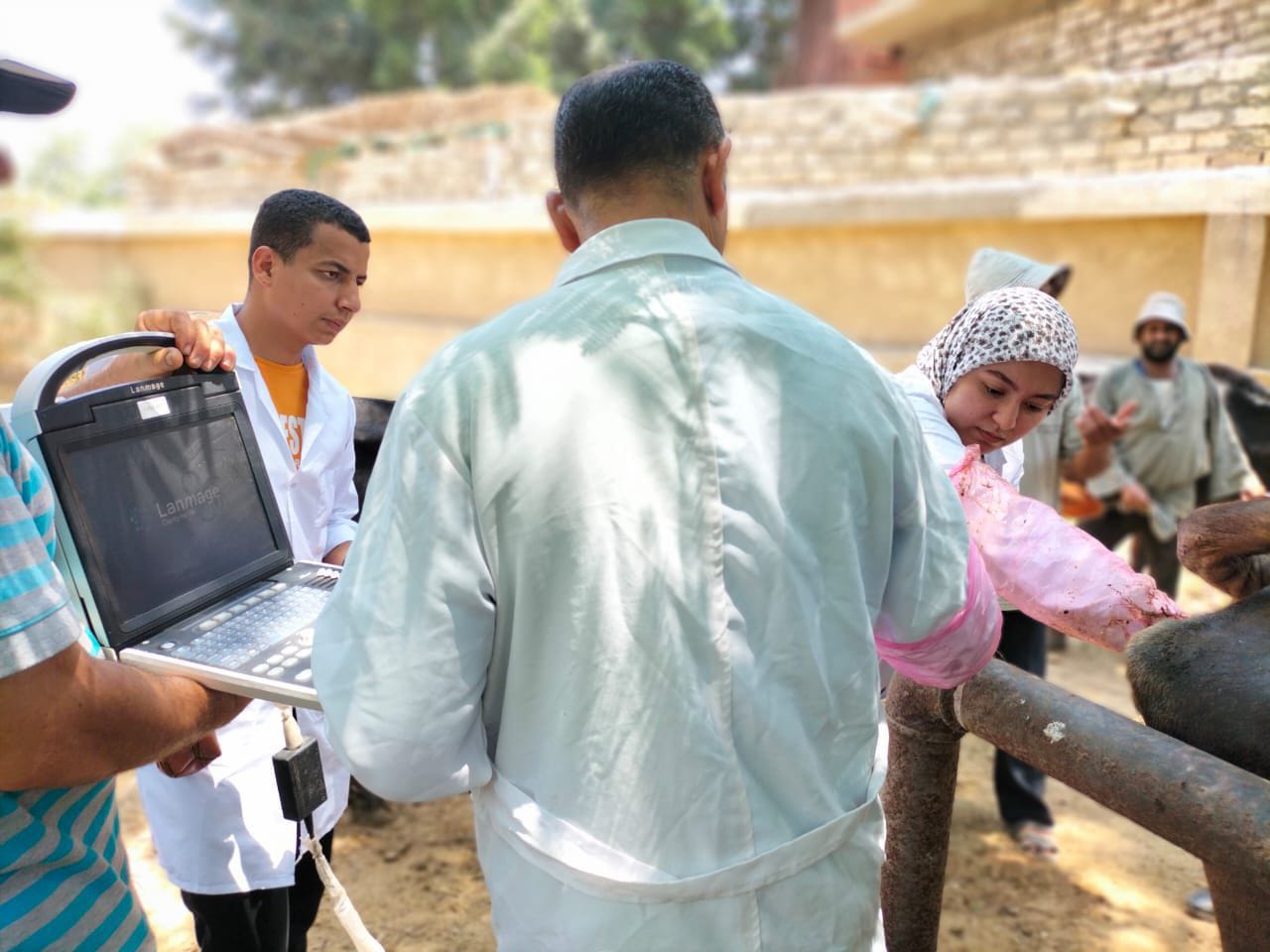 فحص الماشية 