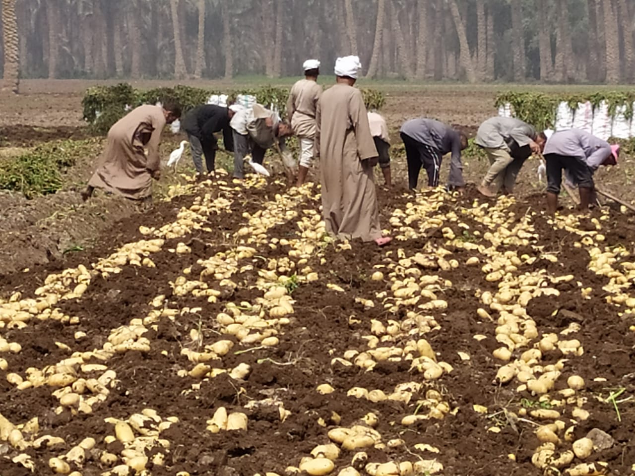 البطاطس 