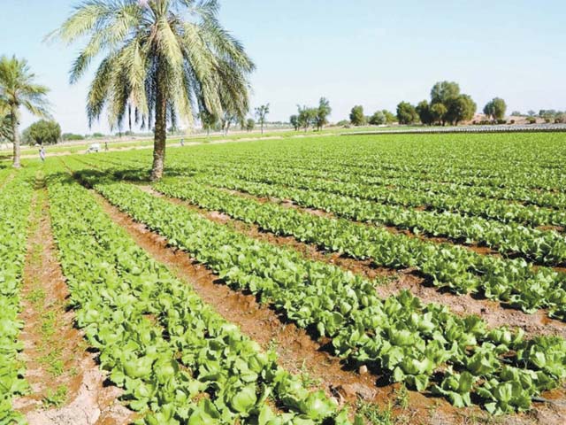 الزراعة