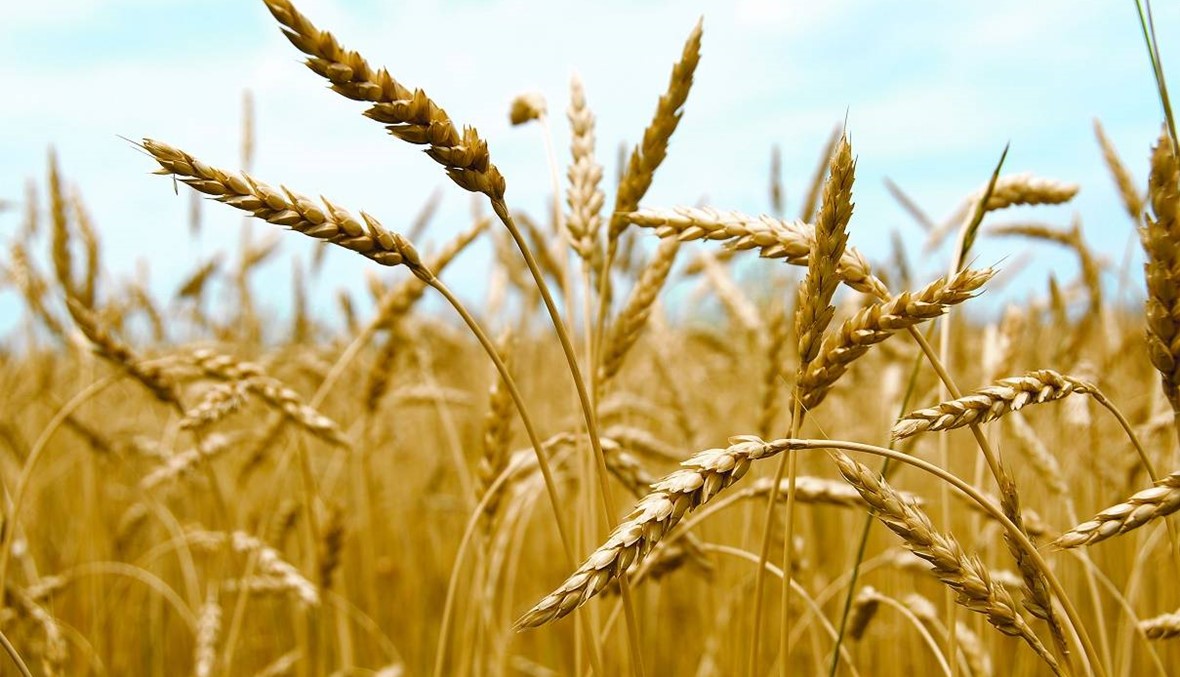زراعة القمح 