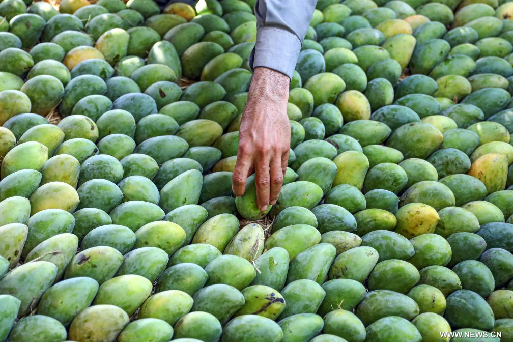 المانجو المصرية