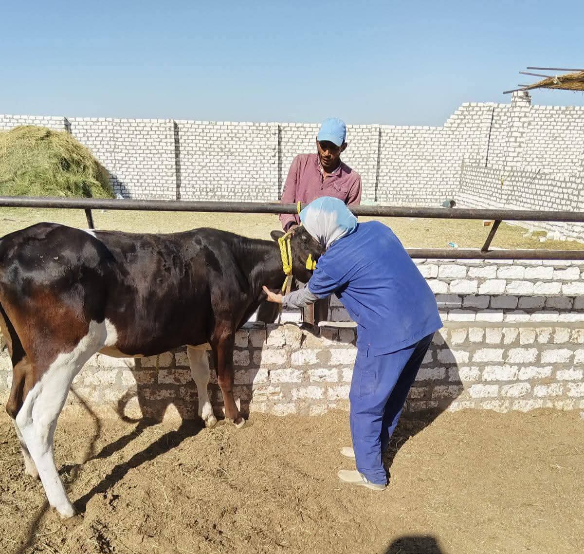 تحصين الماشية