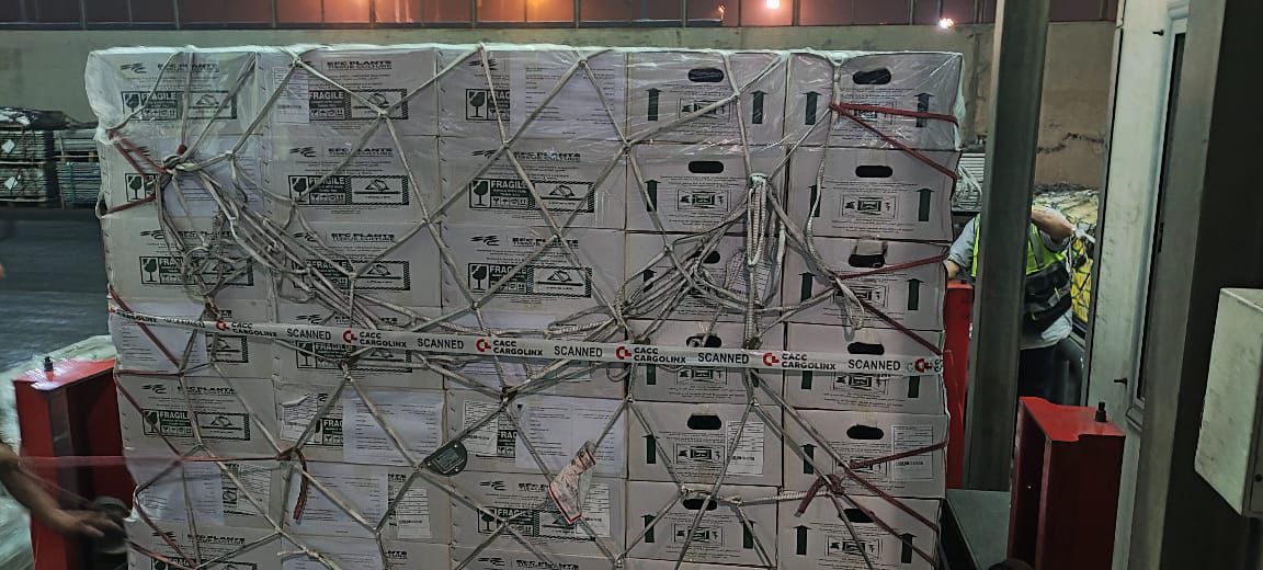 تصدير أو شحنة من تقاوى بطاطس مينى تيوبر