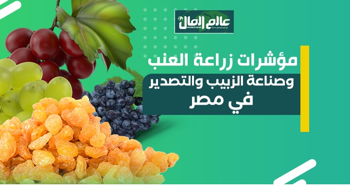 جراف يوضح مؤشرات وصناعة الزبيب فى مصر