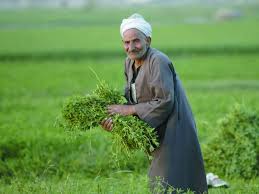الزراعة