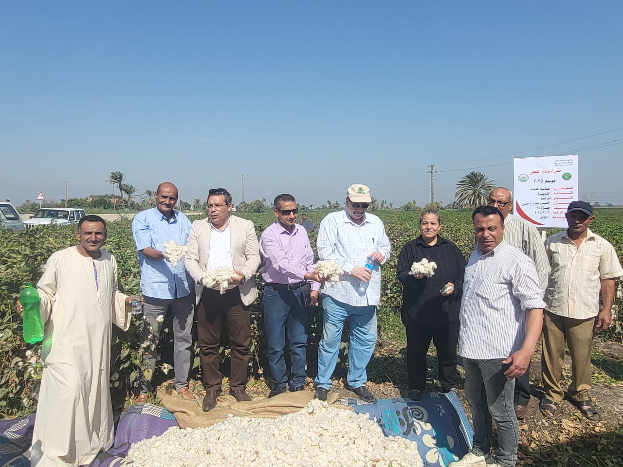 موسم جنى محصول القطن