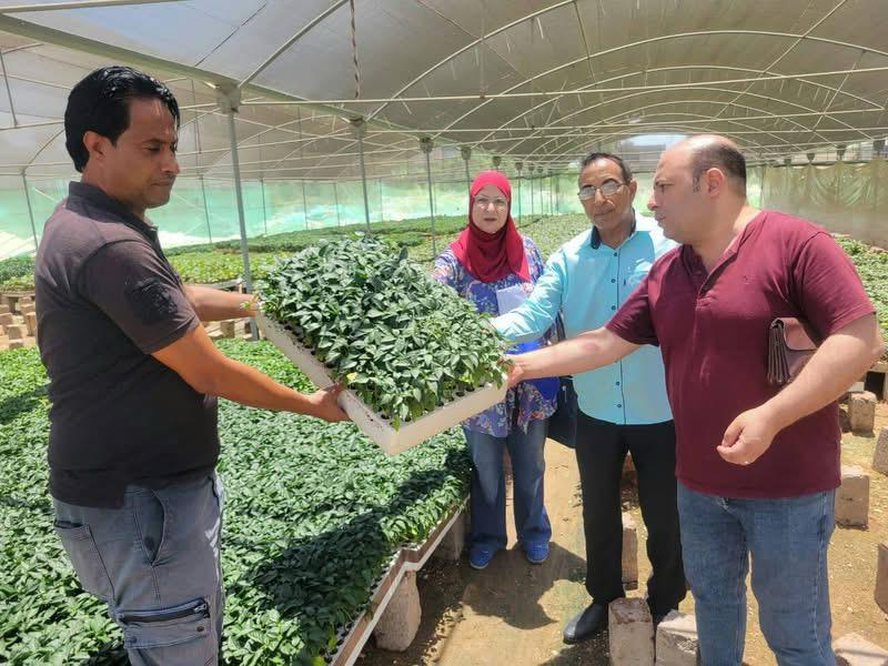 الاشراف على تصدير الشتل