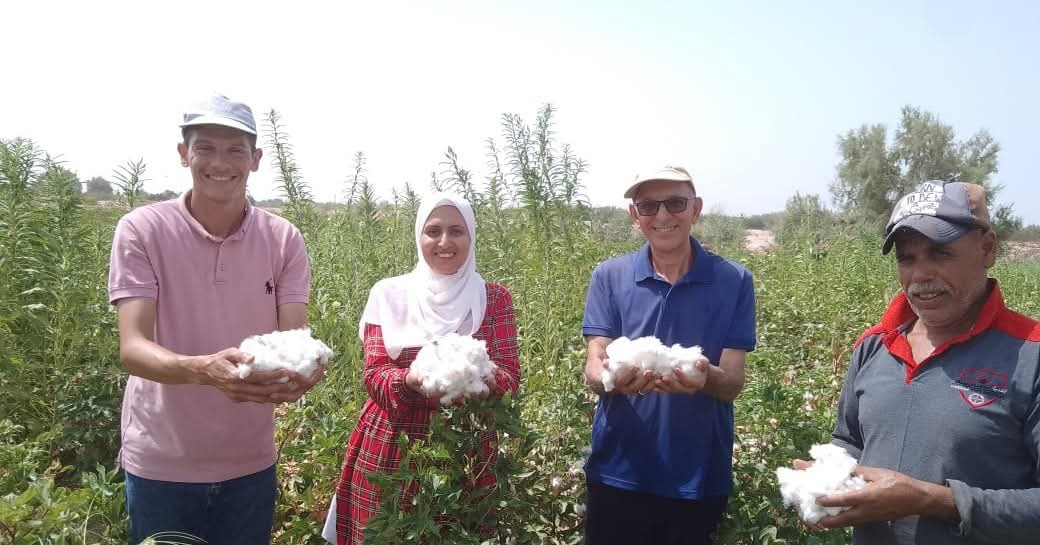 زراعة القطن فى جنوب سيناء