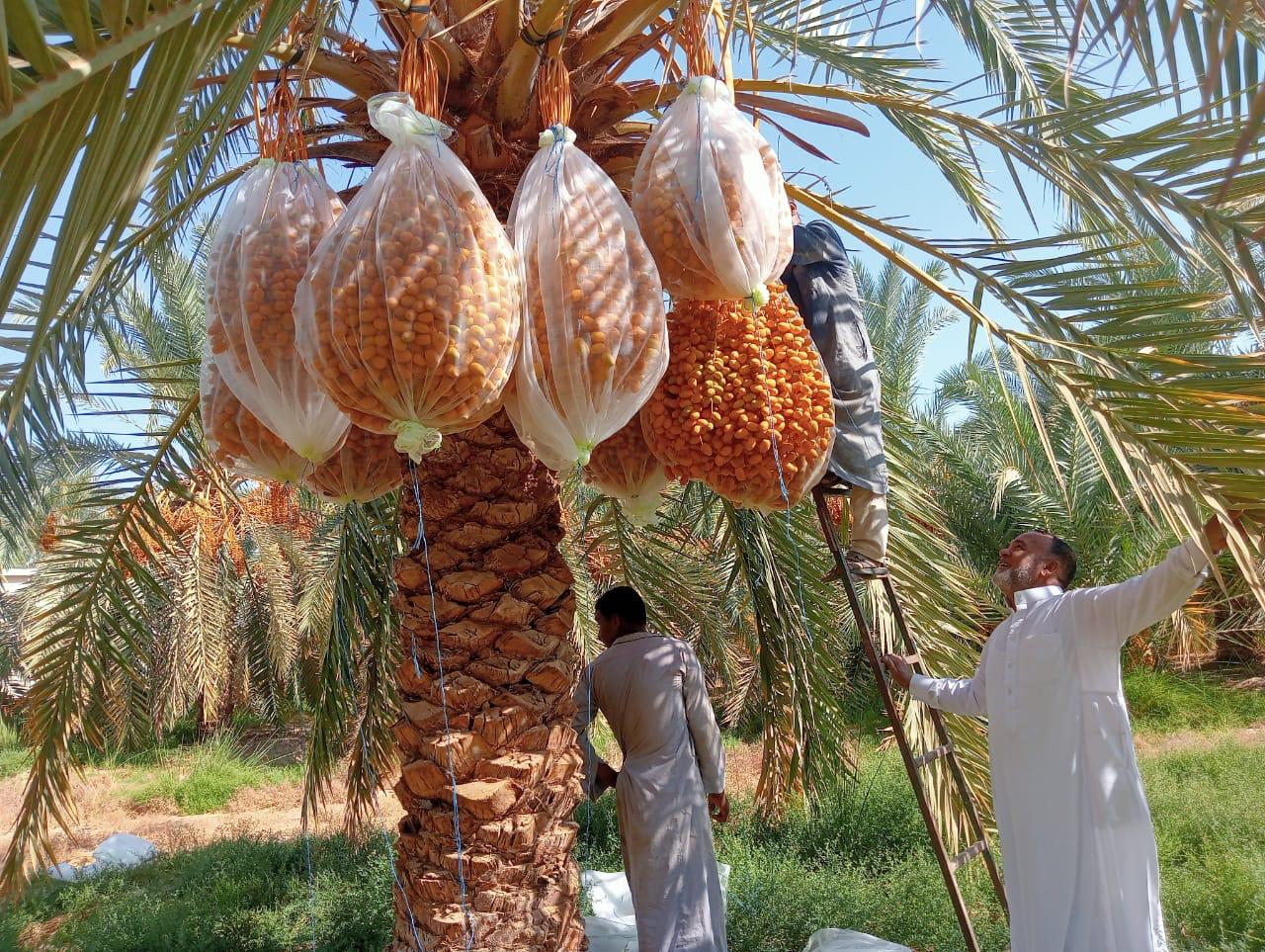 التمور