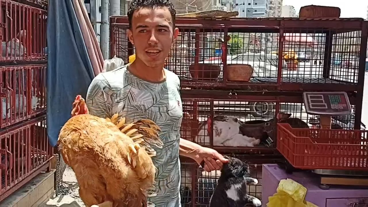 أسعار الدواجن فى الأسواق 