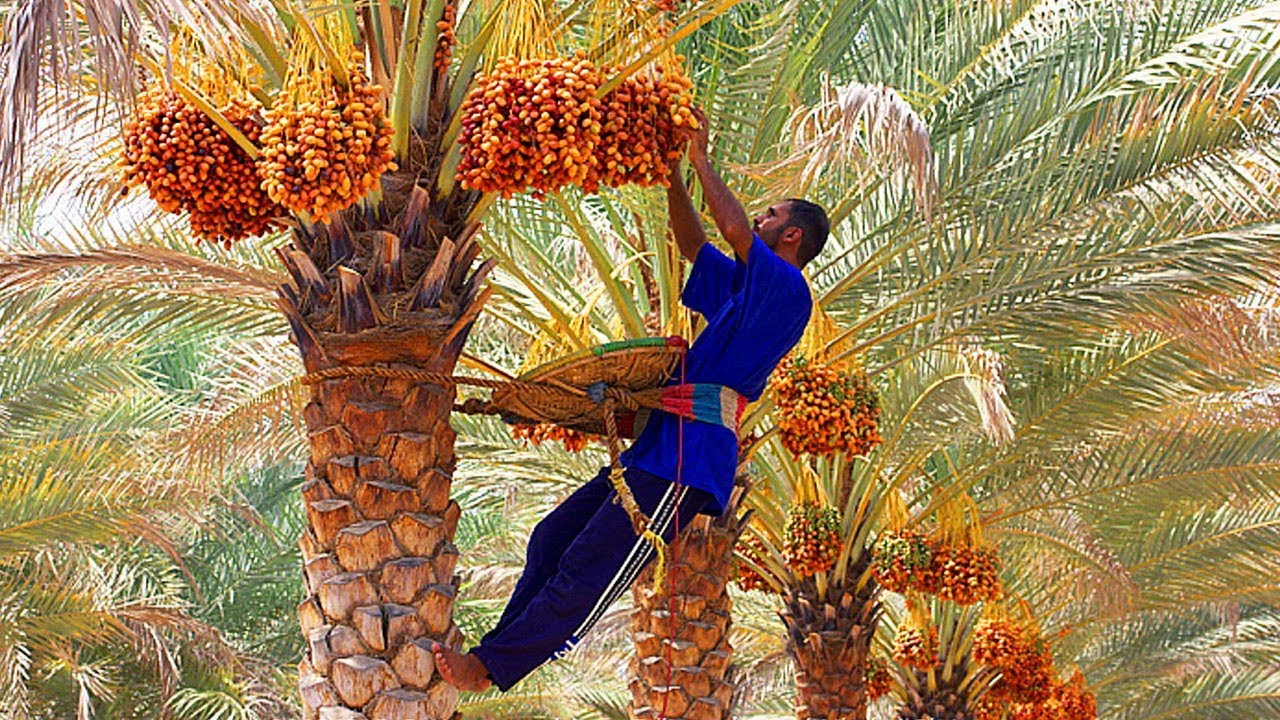حصاد النخيل 