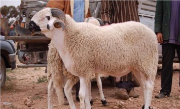الأغنام 