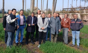 الزراعة تتفقد حقول التقاوى
