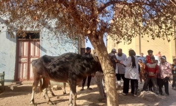 قوافل بيطرية