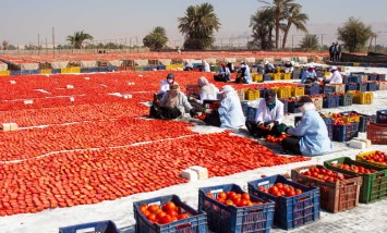 الطماطم الطازجة والمجففة 