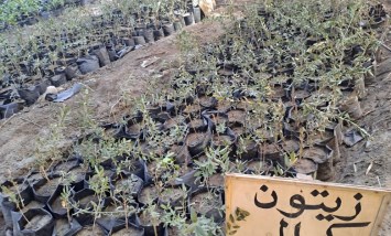 مزارع ومشاتل الزيتون 