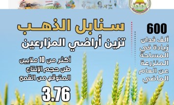 محصول القمح 