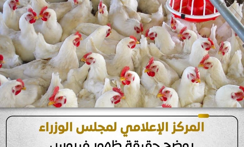 أسعار الدواجن 