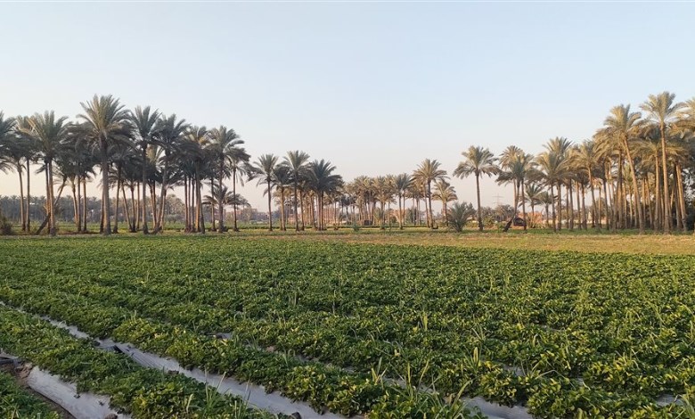 الرى