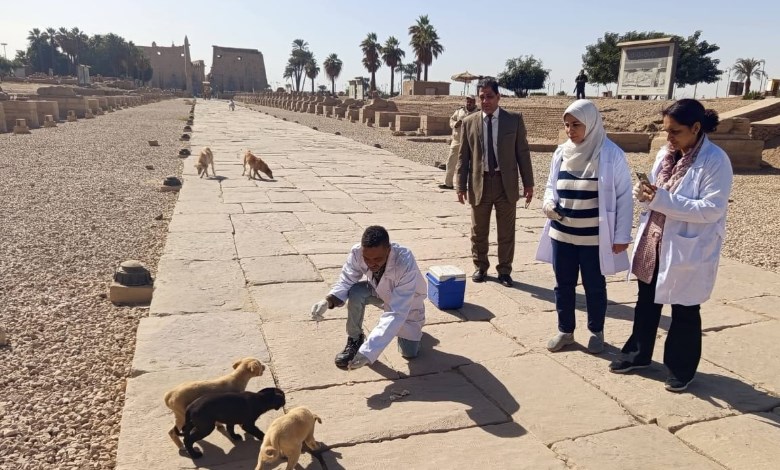 تحصين وتعقيم الكلاب