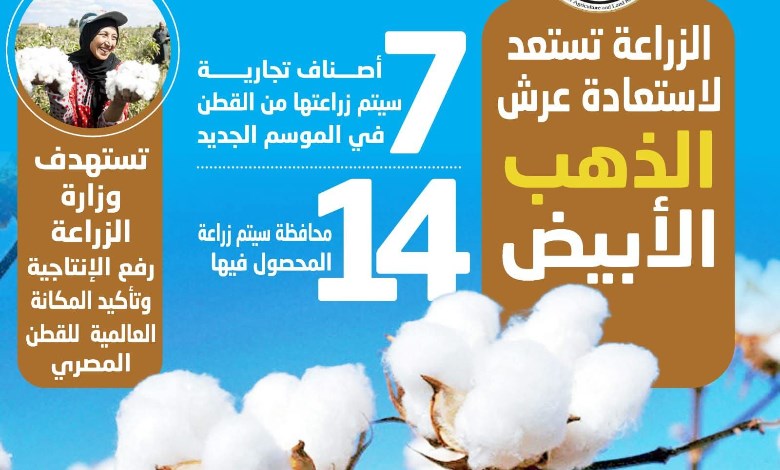 القطن المصري 