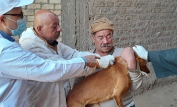 تحصين وتعقيم الكلاب 