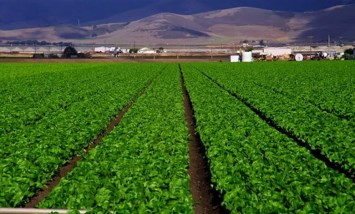 مشروع المليون ونصف فدان 
