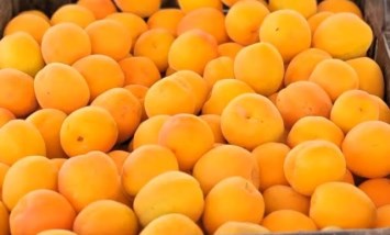 المشمش 
