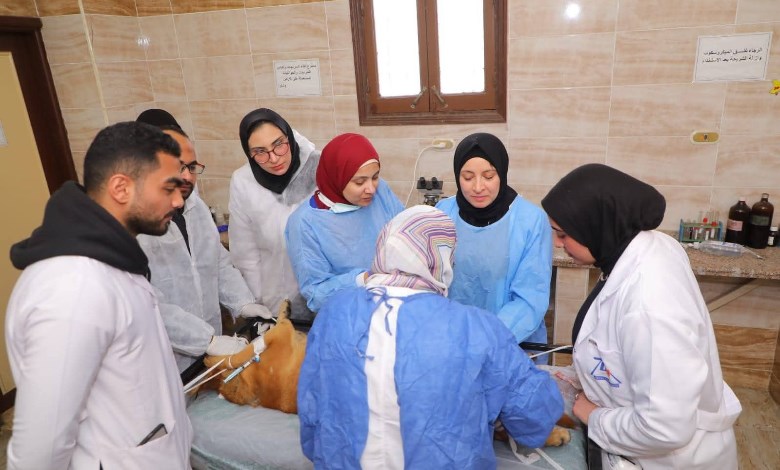 تعقيم الكلاب الضالة 
