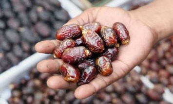 مشروع إنتاج التمور 