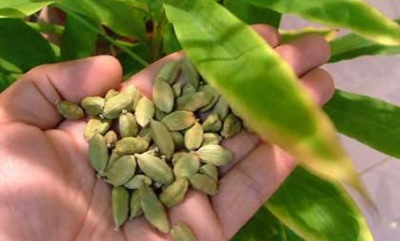 زراعة الحبهان 