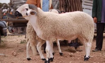  موعد عيد الأضحى 