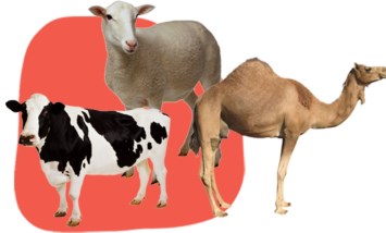  صك الأضحية