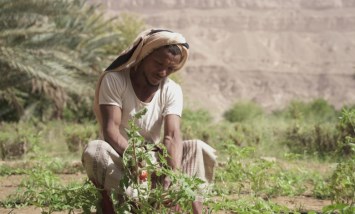 الزراعة