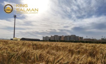 زراعة القمح بمزرعة الجامعة