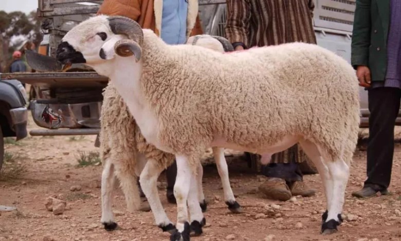  موعد عيد الأضحى 