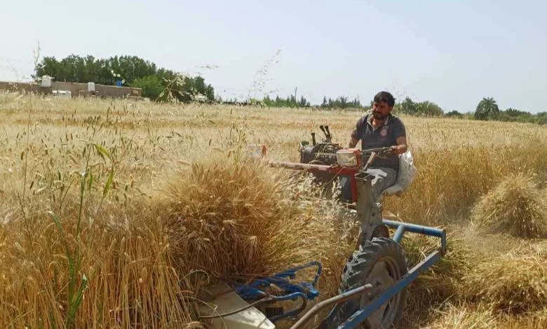 حصاد القمح