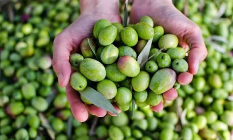زراعة الزيتون 