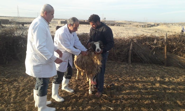 تحصين الماغز