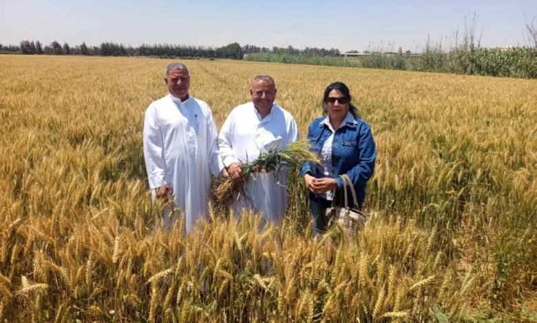 القمح 