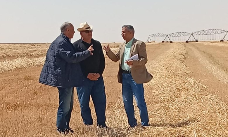 القمح