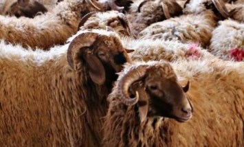 خروف العيد 