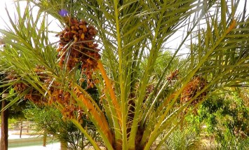 استصلاح وزراعة النخيل والزيتون 